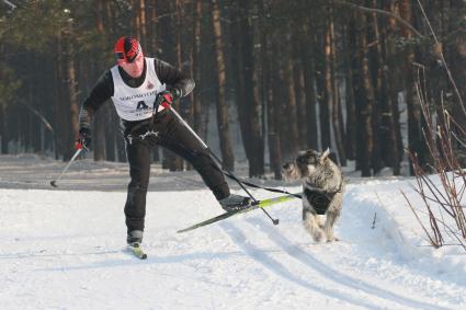 Чемпионат Алтайского края по зимним видам кинологического спорта. На снимке: лыжник с собакой.