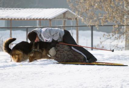 Чемпионат Алтайского края по зимним видам кинологического спорта. На снимке: собака одного из участников соревнований напада на фотографа.