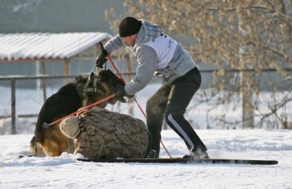 Чемпионат Алтайского края по зимним видам кинологического спорта. На снимке: собака одного из участников соревнований напада на фотографа.