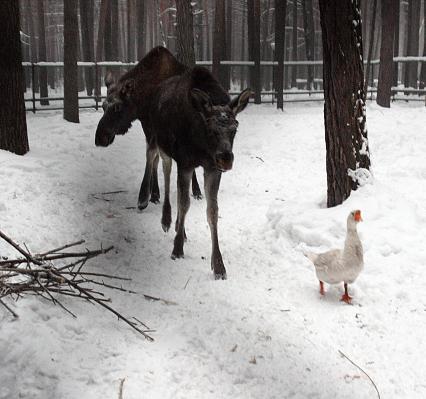 Лоси зимой в лесном хозяйстве.