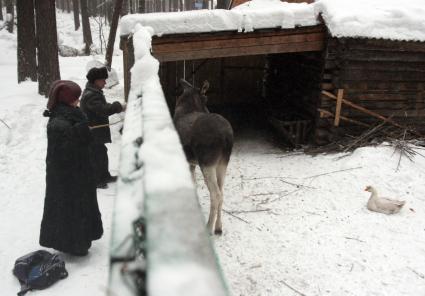 Лоси зимой в лесном хозяйстве.