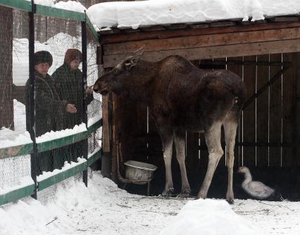 Лоси зимой в лесном хозяйстве.