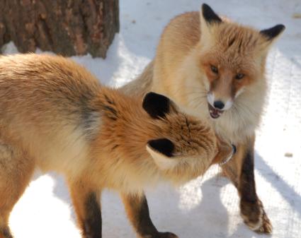 Лисицы играются зимой на снегу.