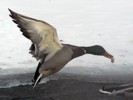 Зимой над незамерзшей рекой летит утка с едой в клюве.