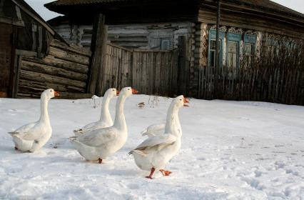 Гуси зимой пасутся около дома.