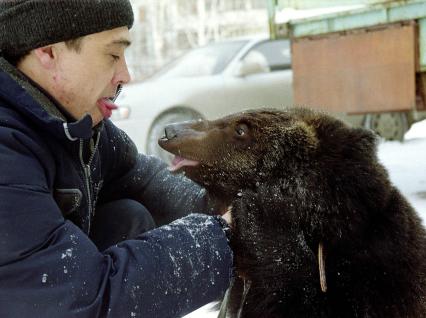 Мужчина передразнивает дрессированного медведя показывая ему язык.