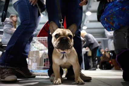 Международная выставка собак. На снимке: французский бульдог.