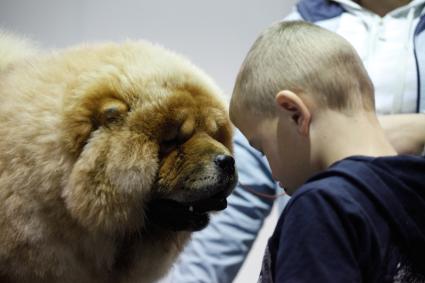 Международная выставка собак. На снимке: ребенок рядом с собакой породы чао-чао.