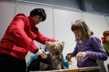 Международная выставка собак. На снимке: хозяйка причесывает йоркширского терьера, рядом стоит девочка с шеткой.