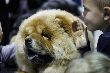 Международная выставка собак. На снимке: мальчик что-то шепчет на ухо сабке породы чао-чао.