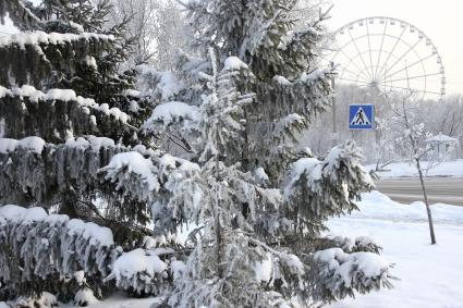 Деревья в снегу.