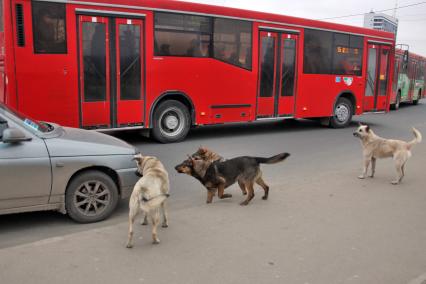 Бродячие собаки на улице облаивают автомобиль.