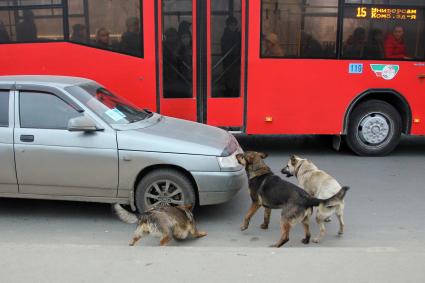 Бродячие собаки на улице облаивают автомобиль.