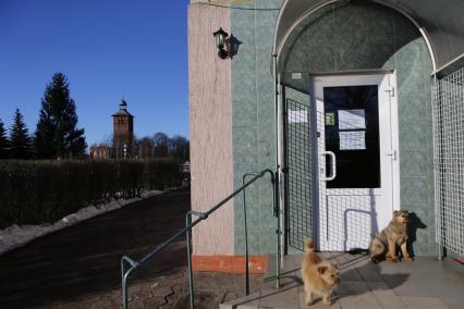 Собаки сидят возле магазина в Знаменске Калининградской области