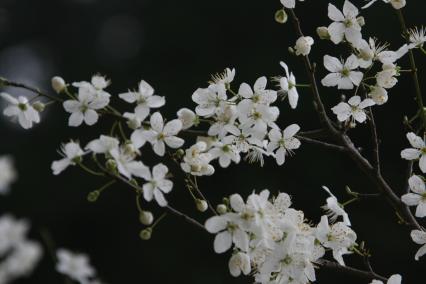 Абхазия. Вишневое дерево.