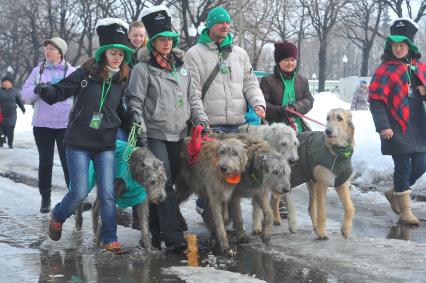 ЦПКиО им. Горького. Парад в честь Дня Святого Патрика. На снимке:  ирландские волкодавы