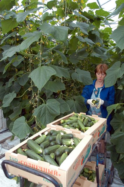 Женщина собирает урожай огурцов в теплице.