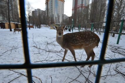 Заповедник Mirax, расположенный на территории жилого комплекса `Золотые ключи — 2`, принадлежащий Корпорации Mirax Group.