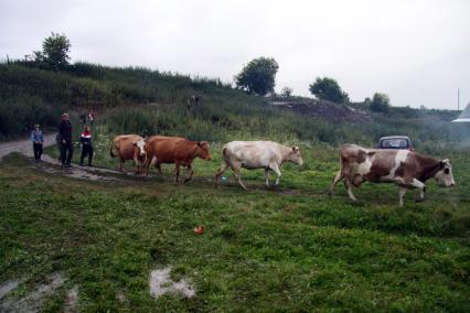 Дети пасут коров.