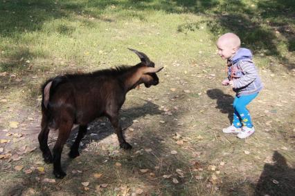 Ребенок хочет бодаться с козой.