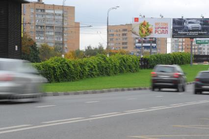 Живая изгородь из дикого винограда. На снимке: автомобили на шоссе.