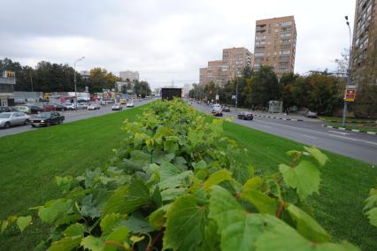 Живая изгородь из дикого винограда.