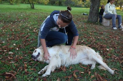 Парк 50-летия Октября в районе `Раменки`, где догхантеры раскидали отравленный фарш, в результате чего погибли около 70 собак. На снимке: собаки во время прогулки.