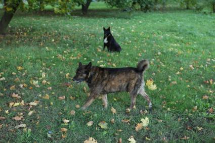 Парк 50-летия Октября в районе `Раменки`, где догхантеры раскидали отравленный фарш, в результате чего погибли около 70 собак. На снимке: собаки во время прогулки.