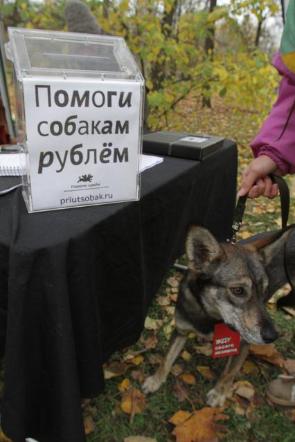 Останкинский парк. Акция приюта `Сердце чистейшей породы`.  Организаторы  акции раздавали собак вместе с ошейником, поводком и упаковкой собачьего корма.  На снимке: копилка с надписью  `Помоги собакам рублем`.