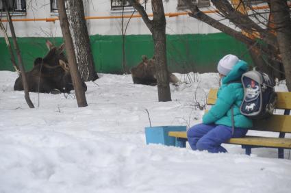 Три лося пришли из Лосиного острова к дому 25 корп 14 на Открытом шоссе. Им очень понравились яблони, растущие во дворе дома.