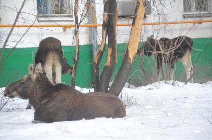 Три лося пришли из Лосиного острова к дому 25 корп 14 на Открытом шоссе. Им очень понравились яблони, растущие во дворе дома.