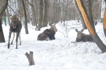 Три лося пришли из Лосиного острова к дому 25 корп 14 на Открытом шоссе. Им очень понравились яблони, растущие во дворе дома.