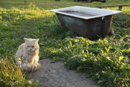 Кот у ванной.