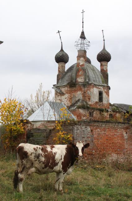 Корова возле полуразрушенного храма.