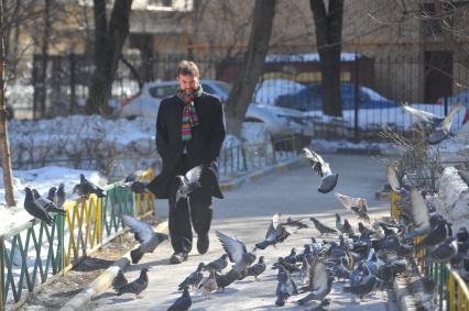 Городские голуби.