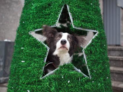 Съемки фильма `Елки-3`. На снимке: собака внутри звезды.