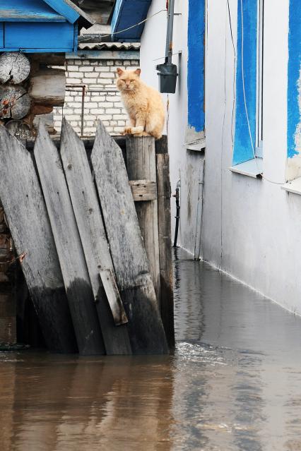 Кошка сидит на заборе.