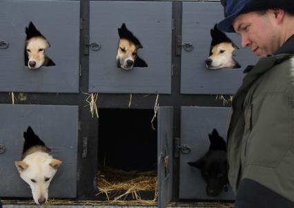 Аляска. Ежегодные гонки на собачьих упряжках (Iditarod Trail Sled Dog Race). На снимке: чукотские ездовые собаки в будках.