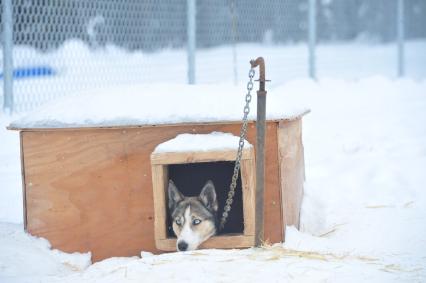 Аляска. Ежегодные гонки на собачьих упряжках (Iditarod Trail Sled Dog Race). На снимке: чукотская ездовая собака в будке.