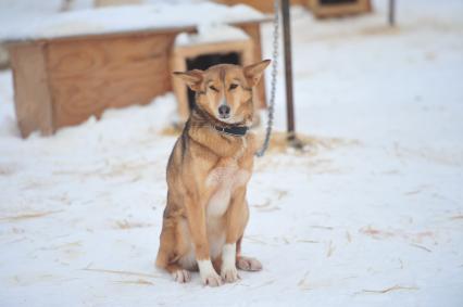 Аляска. Ежегодные гонки на собачьих упряжках (Iditarod Trail Sled Dog Race). На снимке: чукотская ездовая собака в будке.