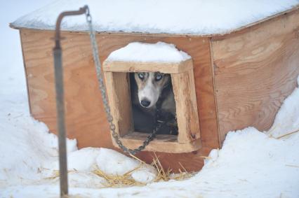 Аляска. Ежегодные гонки на собачьих упряжках (Iditarod Trail Sled Dog Race). На снимке: чукотская ездовая собака в будке.