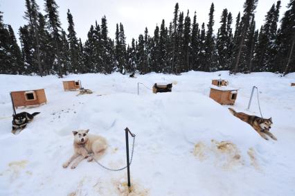 Аляска. Ежегодные гонки на собачьих упряжках (Iditarod Trail Sled Dog Race). На снимке: чукотские ездовыея собаки в будках.