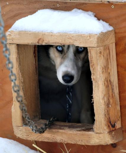 Аляска. Ежегодные гонки на собачьих упряжках (Iditarod Trail Sled Dog Race). На снимке: чукотская ездовая собака в будке.