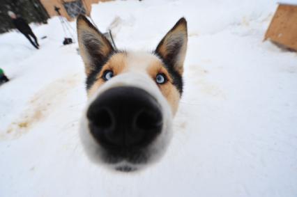 Аляска. Ежегодные гонки на собачьих упряжках (Iditarod Trail Sled Dog Race). На снимке: чукотская ездовая собака.