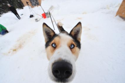 Аляска. Ежегодные гонки на собачьих упряжках (Iditarod Trail Sled Dog Race). На снимке: чукотская ездовая собака.