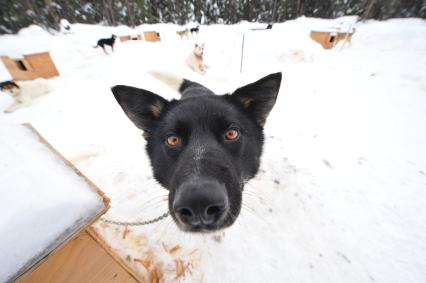 Аляска. Ежегодные гонки на собачьих упряжках (Iditarod Trail Sled Dog Race). На снимке: чукотская ездовая собака.