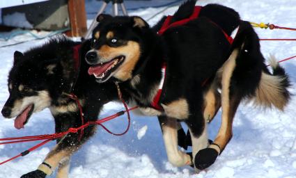 Аляска. Ежегодные гонки на собачьих упряжках (Iditarod Trail Sled Dog Race). На снимке: чукотские ездовые собаки.