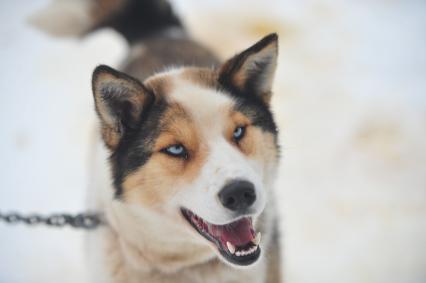 Аляска. Ежегодные гонки на собачьих упряжках (Iditarod Trail Sled Dog Race). На снимке: чукотская ездовая собака.