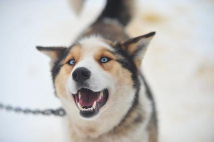 Аляска. Ежегодные гонки на собачьих упряжках (Iditarod Trail Sled Dog Race). На снимке: чукотская ездовая собака.