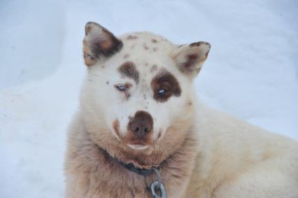 Аляска. Ежегодные гонки на собачьих упряжках (Iditarod Trail Sled Dog Race). На снимке: чукотская ездовая собака.